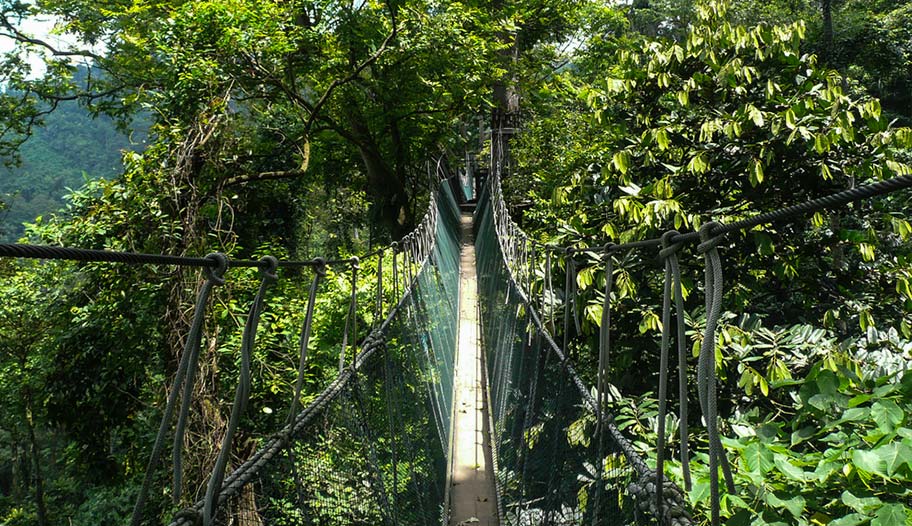 Hängebrücke im Urwald von Malaysia Familienabenteuer